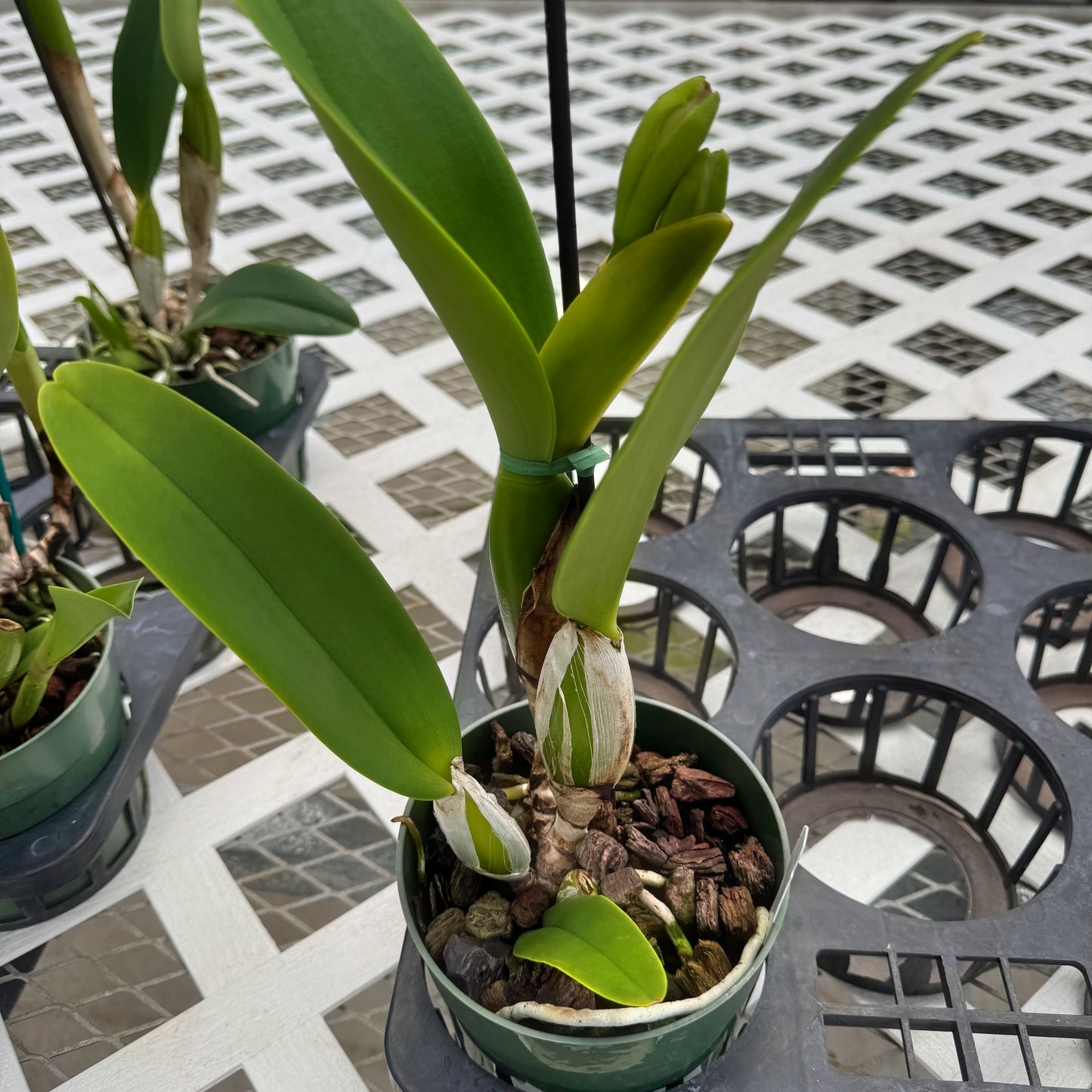 Rlc. Larry Nishikawa 'Volcano Princess' (5.5" Pot) - Buds