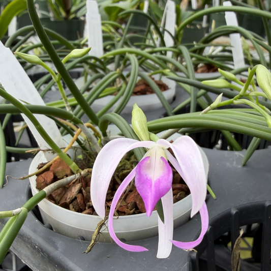 Leptotes Pat Thurtle (bicolor x pohlitinocoi) (Mini Species) - Buds