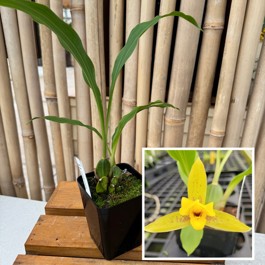 Lycaste powellii x cruenta (4" Pot) - Not Blooming