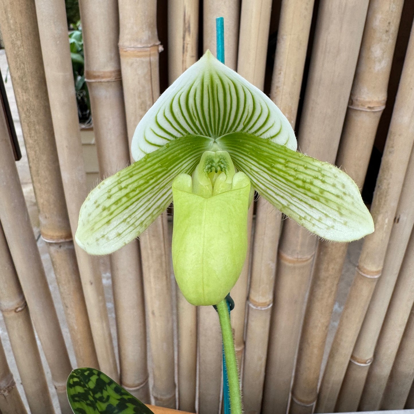 Paph. Maudiae (Green & White)