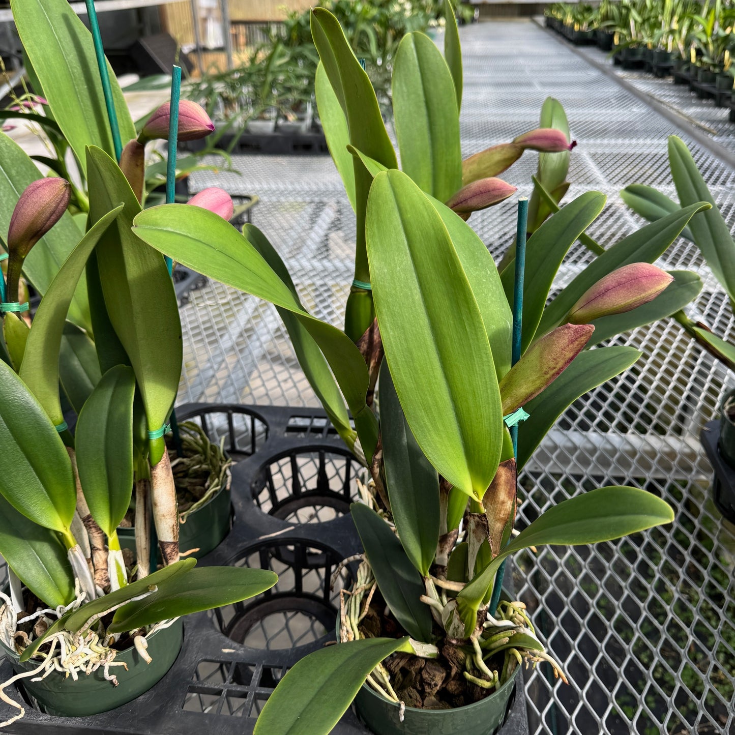 Rlc. Midori Sato 'Volcano Queen' (5.5" Pot) - Buds