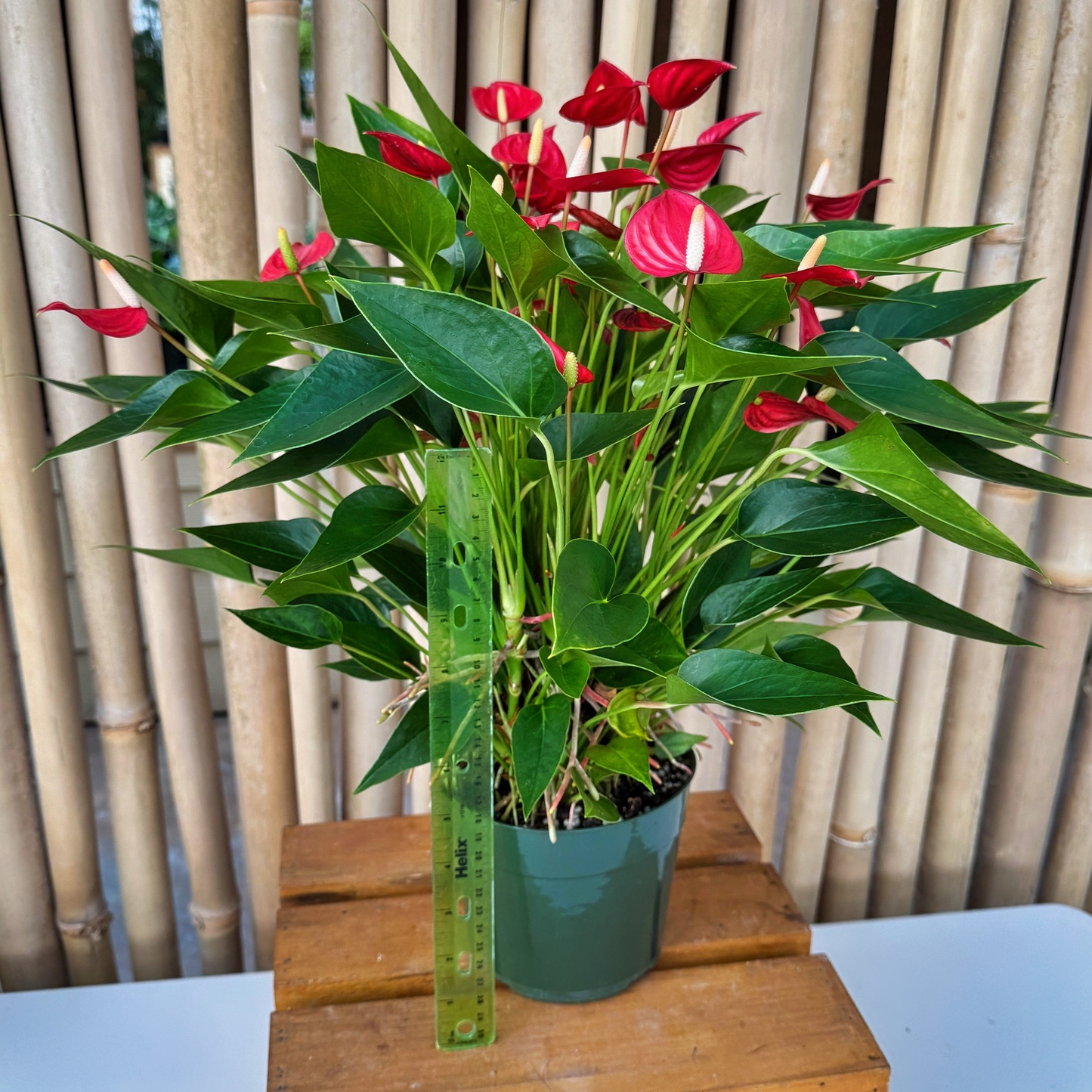 Million Red Stars Special (5.5" Pot)*