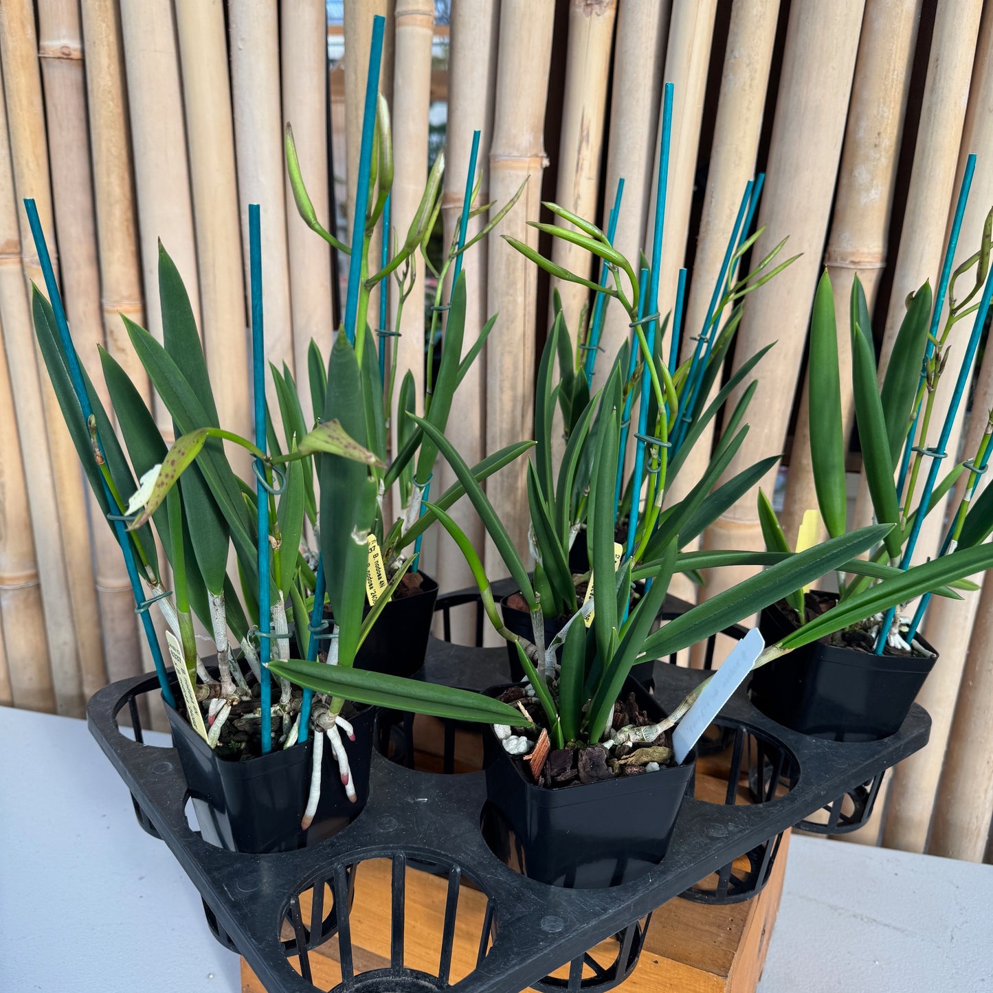Brassavola nodosa '4N' x '24088' (4" pot) - Buds
