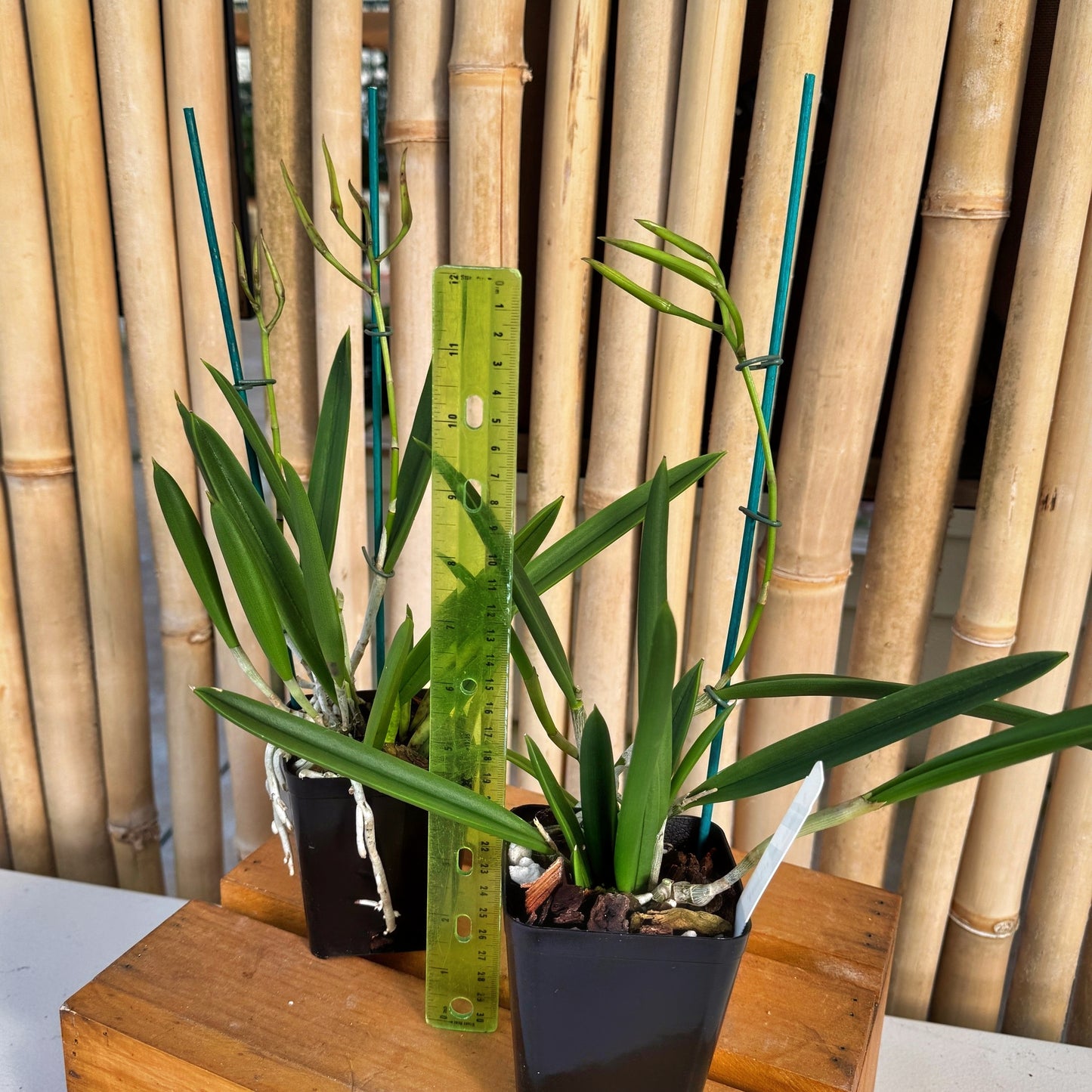 Brassavola nodosa '4N' x '24088' (4" pot) - Buds