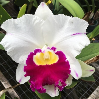 Rlc. Pamela Shell's Volcano Delight 'Volcano Queen' (5.5" Pot ) - Buds