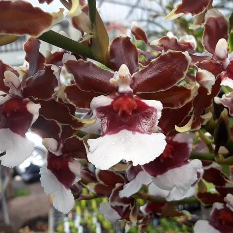 Onc. Pacific Pagan 'Kilauea' (Not Blooming)--Fragrant