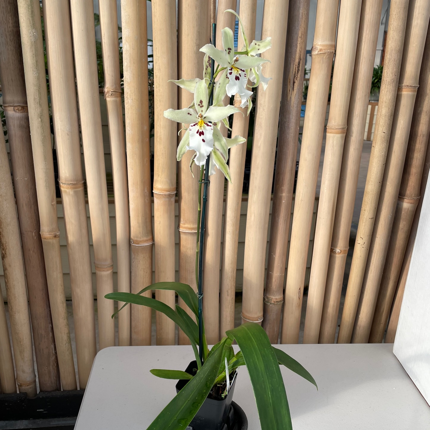 Bllra. Pacific Pastel 'Mauna Loa' (4" Pot) - Buds
