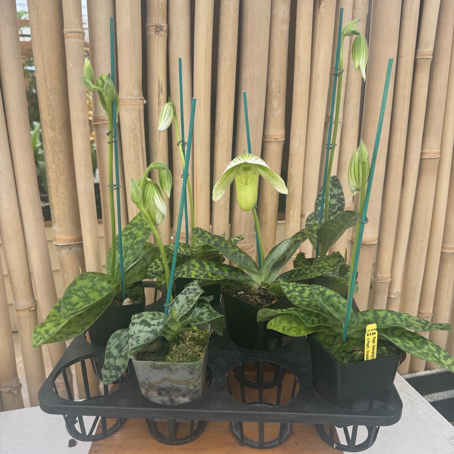 Paph. Maudiae (Green & White)