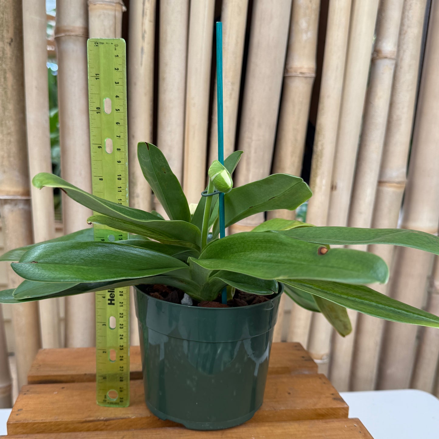 Complex Paphiopedilum (Green - 5.5" Pot) - Bud