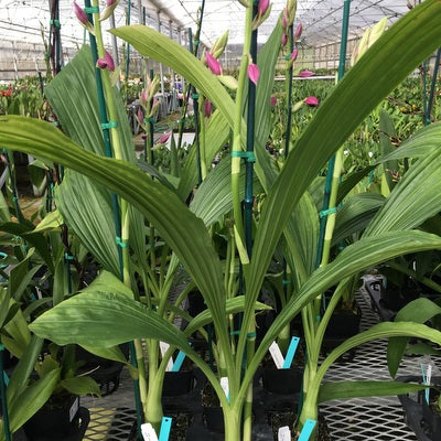 Phaiocalanthe Kryptonite 'Parkside' AM/AOS (4"Pot) -Buds