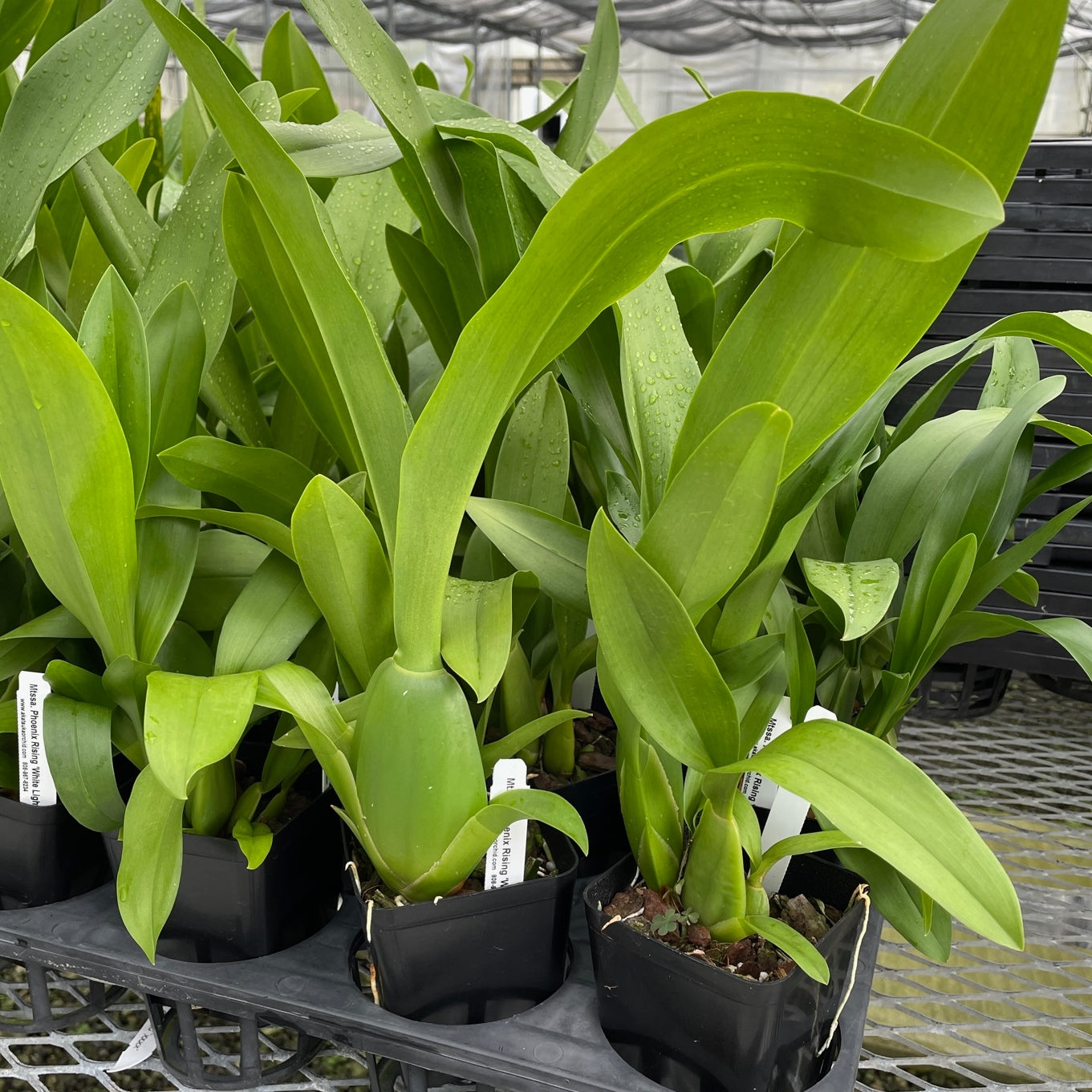 Mtssa. Phoenix Rising 'White Light' (4" Pot)-Not Blooming