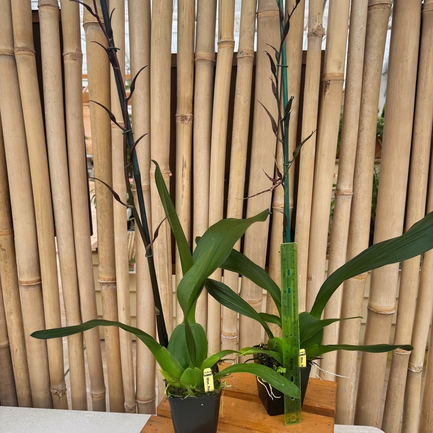 Whm. Pinot Princess  'Scary' (4" Pot) - Buds
