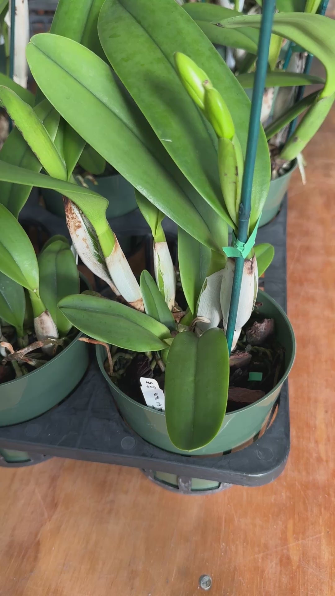 Rth. Hsinying Catherine 'Hakucho' (5.5