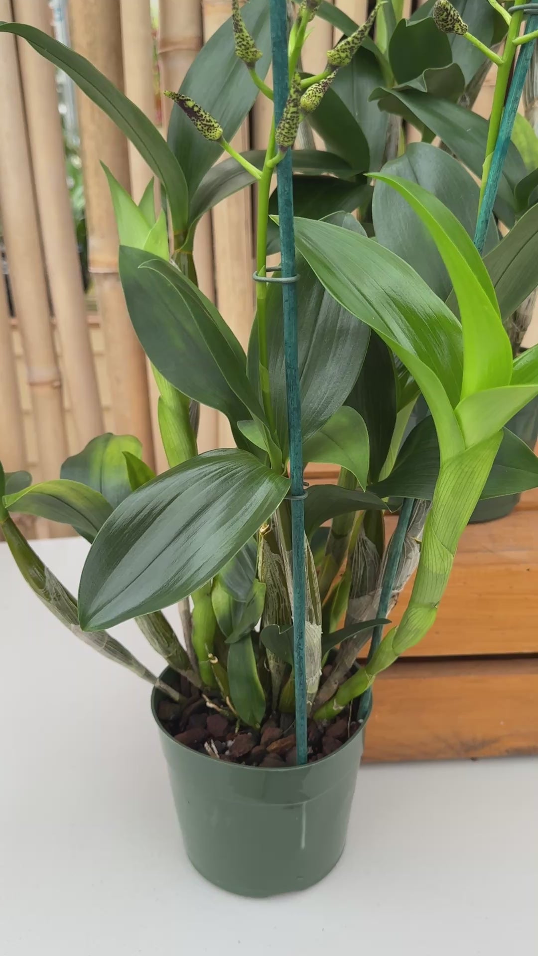 Den. alexandrae x sib (5.5