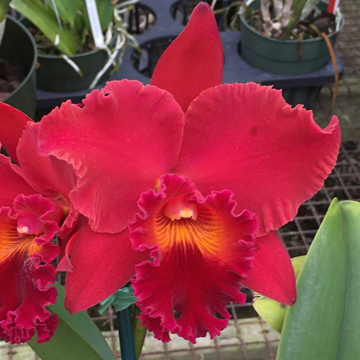 Rlc. Kristy Manmoto 'Volcano Red' (Starter- 2.75" Pot)