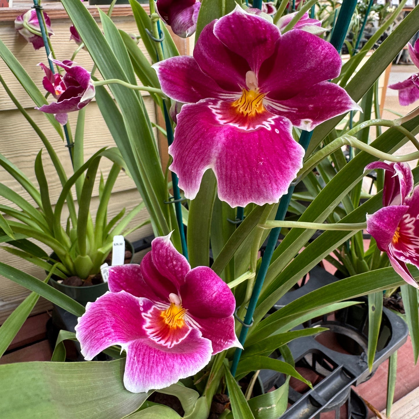 Miltoniopsis Red Tide '15159' (5.5" Pot) - Buds