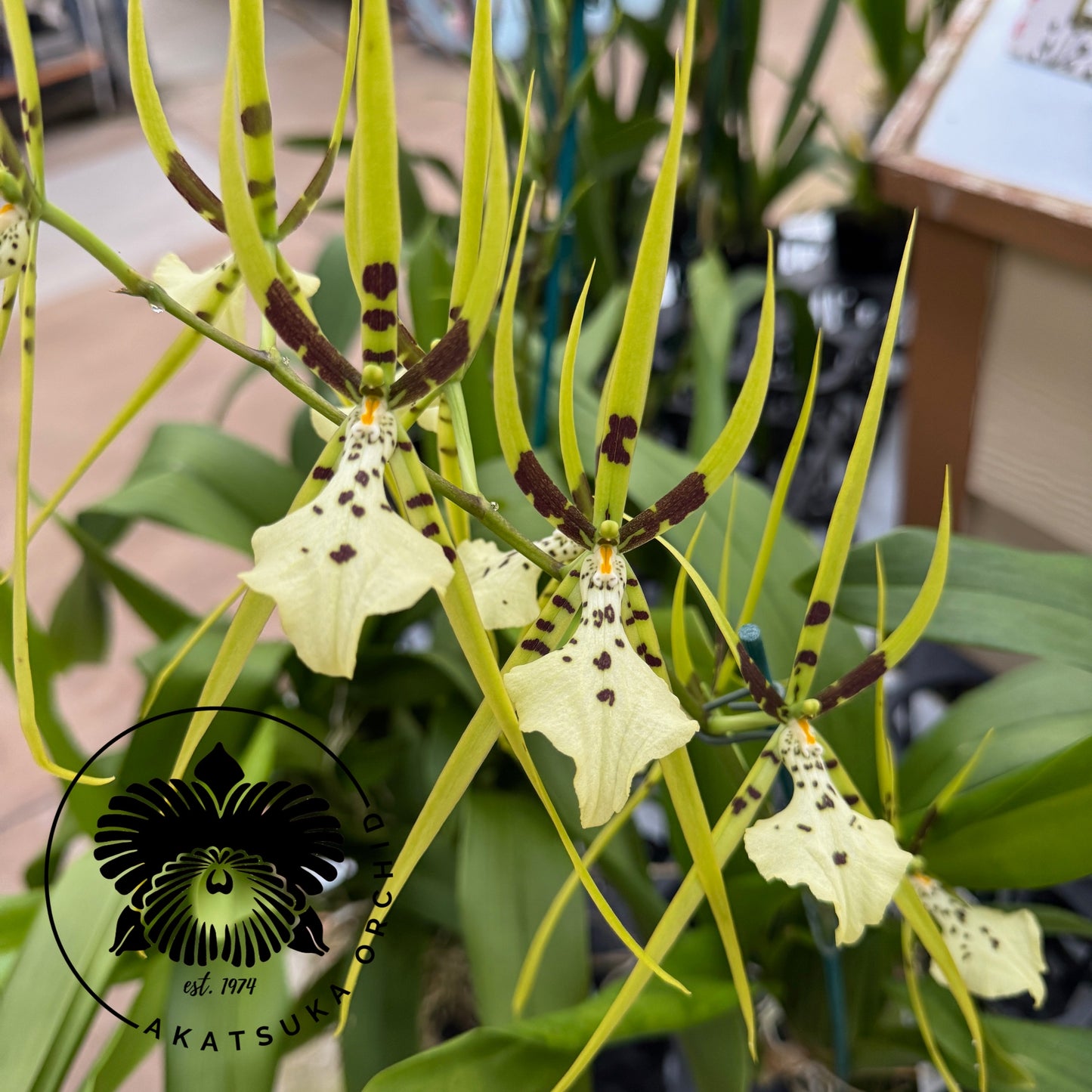 Brassia Rex 'Sakata' AM/AOS (5.5" Pot) - Buds