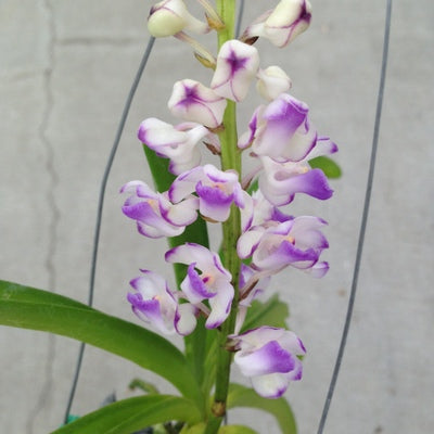 Rhyncostylis coelestis 'Blue' x sib (Not Blooming) - 3" Clay