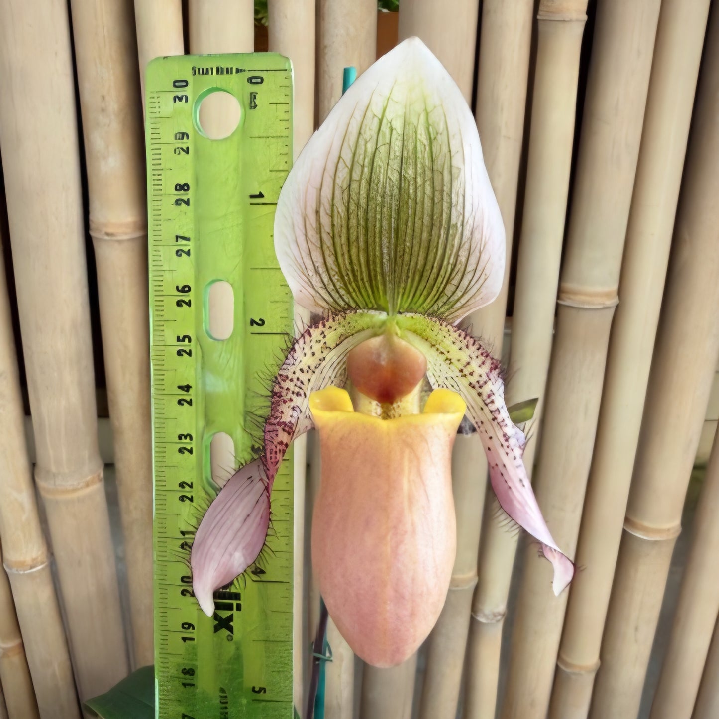 Paphiopedilum ciliolare x moquettianum (5.5" Pot) - Budded