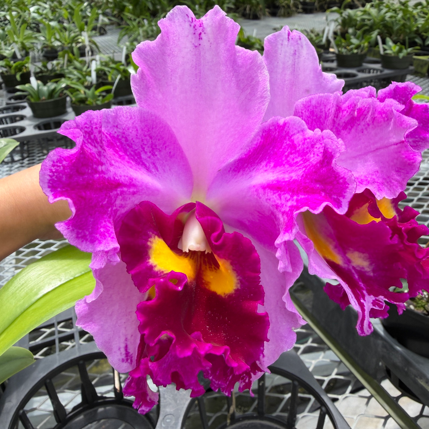 Rlc. Hsinying Rouge 'C.H. #6' (5" Pot) - Not Blooming
