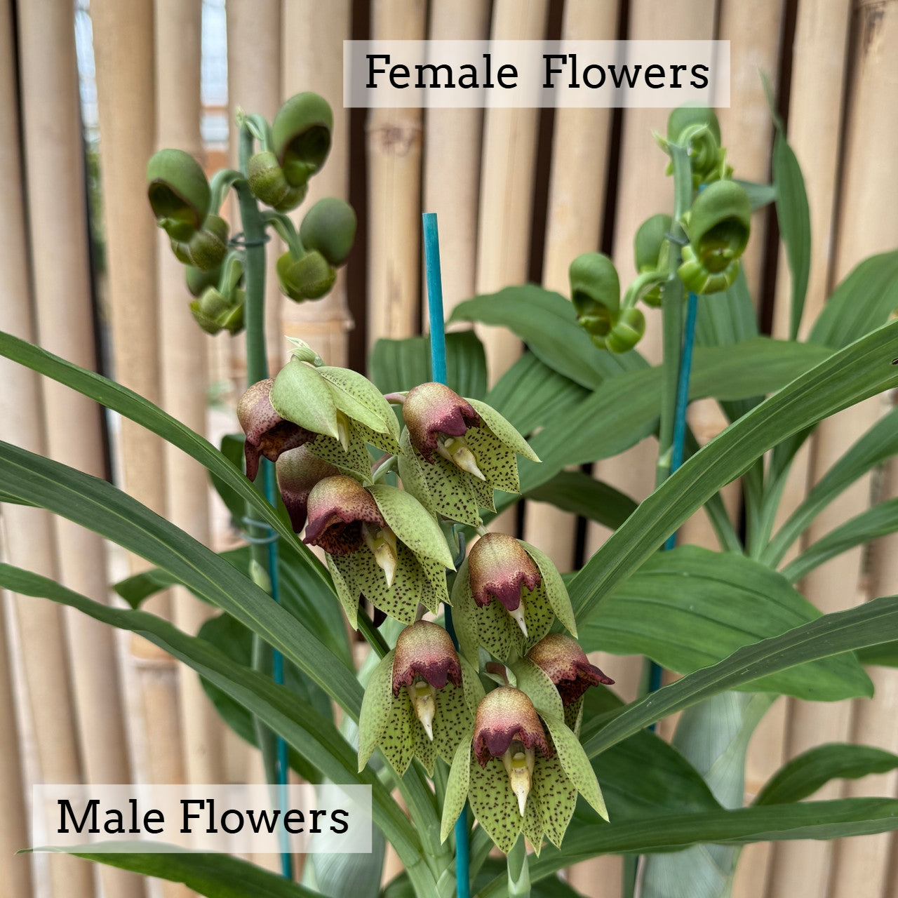 Catasetum sanguineum x Ctsm. Melana Davison 'Sunset' (4" Pot)