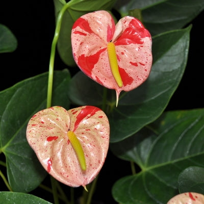 anthurium momohara Shibori Anthurium Plant (4" Pot)