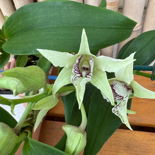 Den. Silver Wings x spectabile (Buds/Flowers)