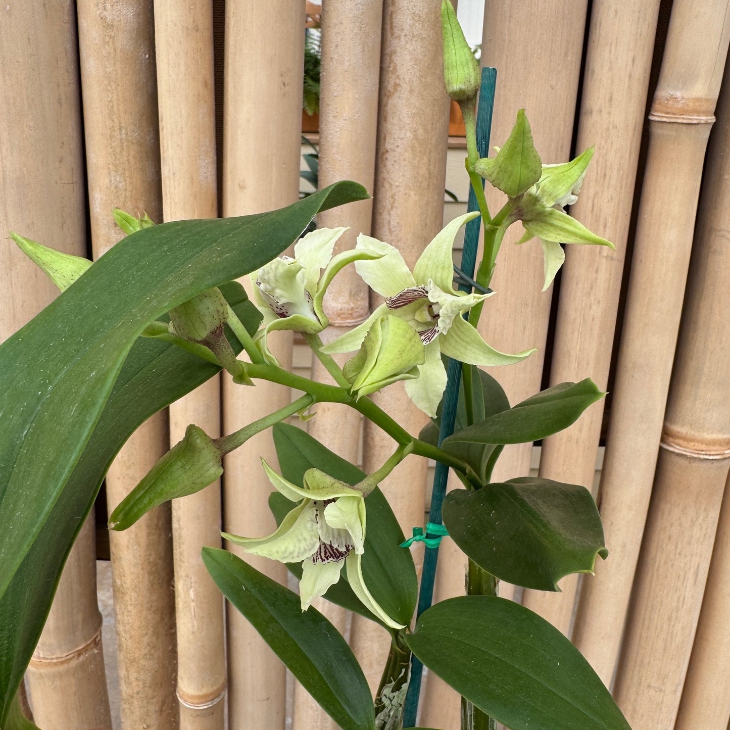 Den. Silver Wings x spectabile (Buds/Flowers)