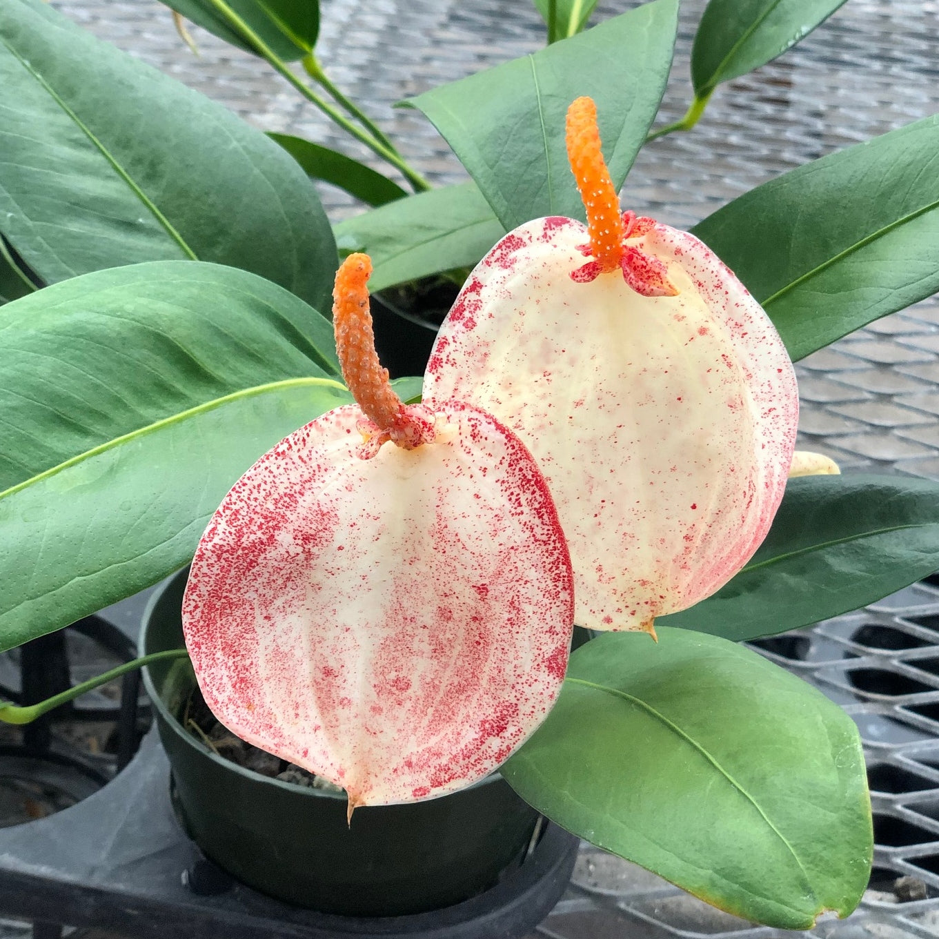 Speckled Pigtail Anthurium Plant (4" Pot) - RARE