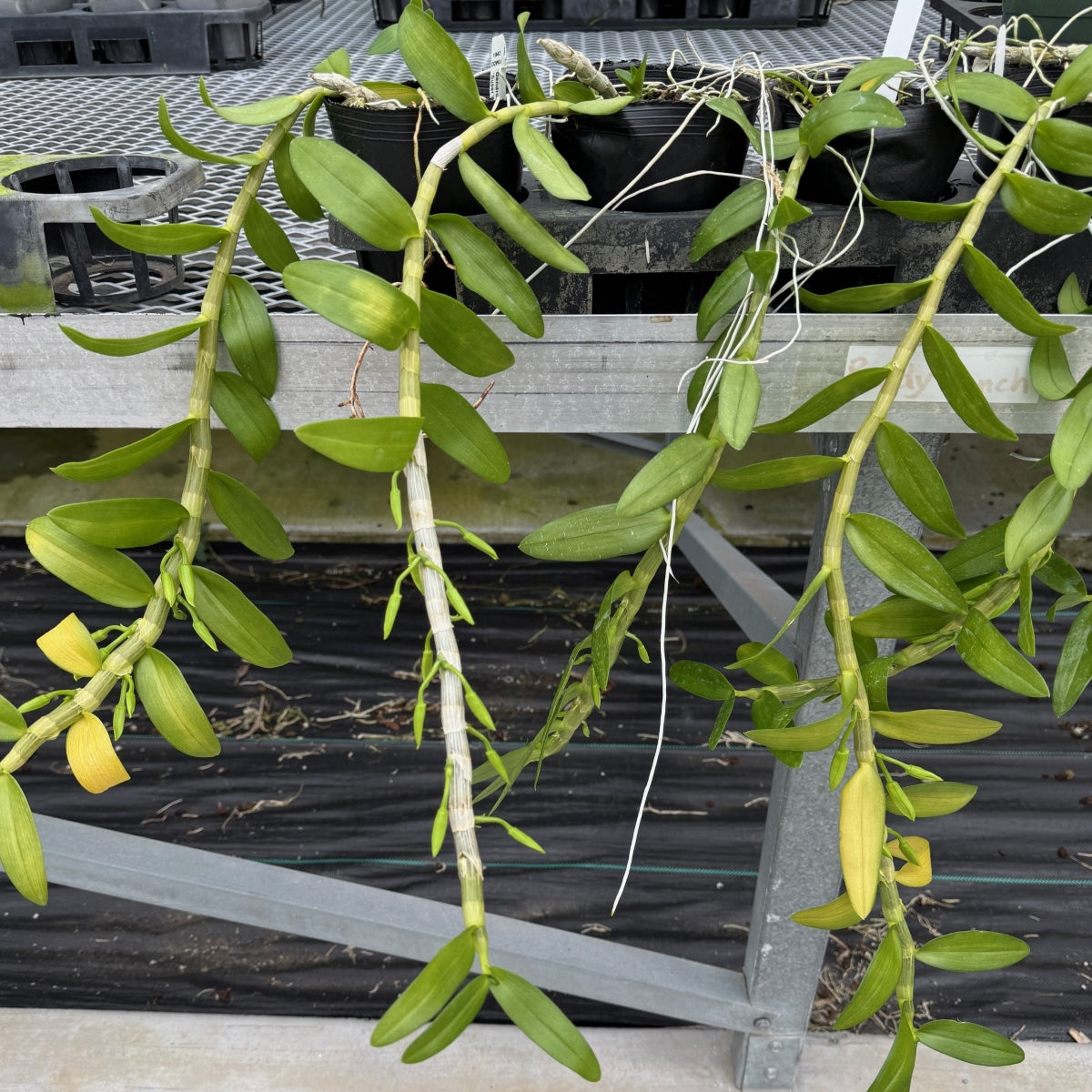 Dendrobium anosmum 'Super White' (Hono Hono) - Buds