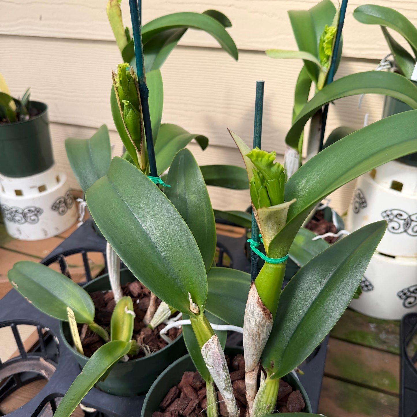 Rlc. Sung Ya Green 'Mailman' (5.5" Pot) - Buds