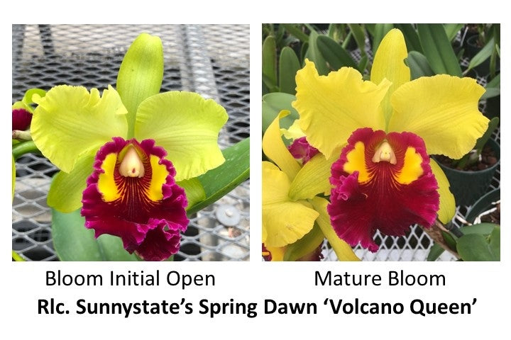 Rlc. Sunnystate's Spring Dawn 'Volcano Queen' (5.5" Pot) - Buds