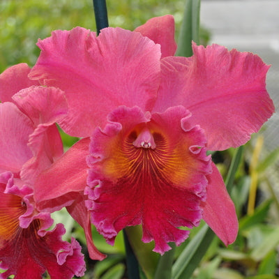 Rlc. Volcano Lovely 'Volcano Queen' - First Bloom