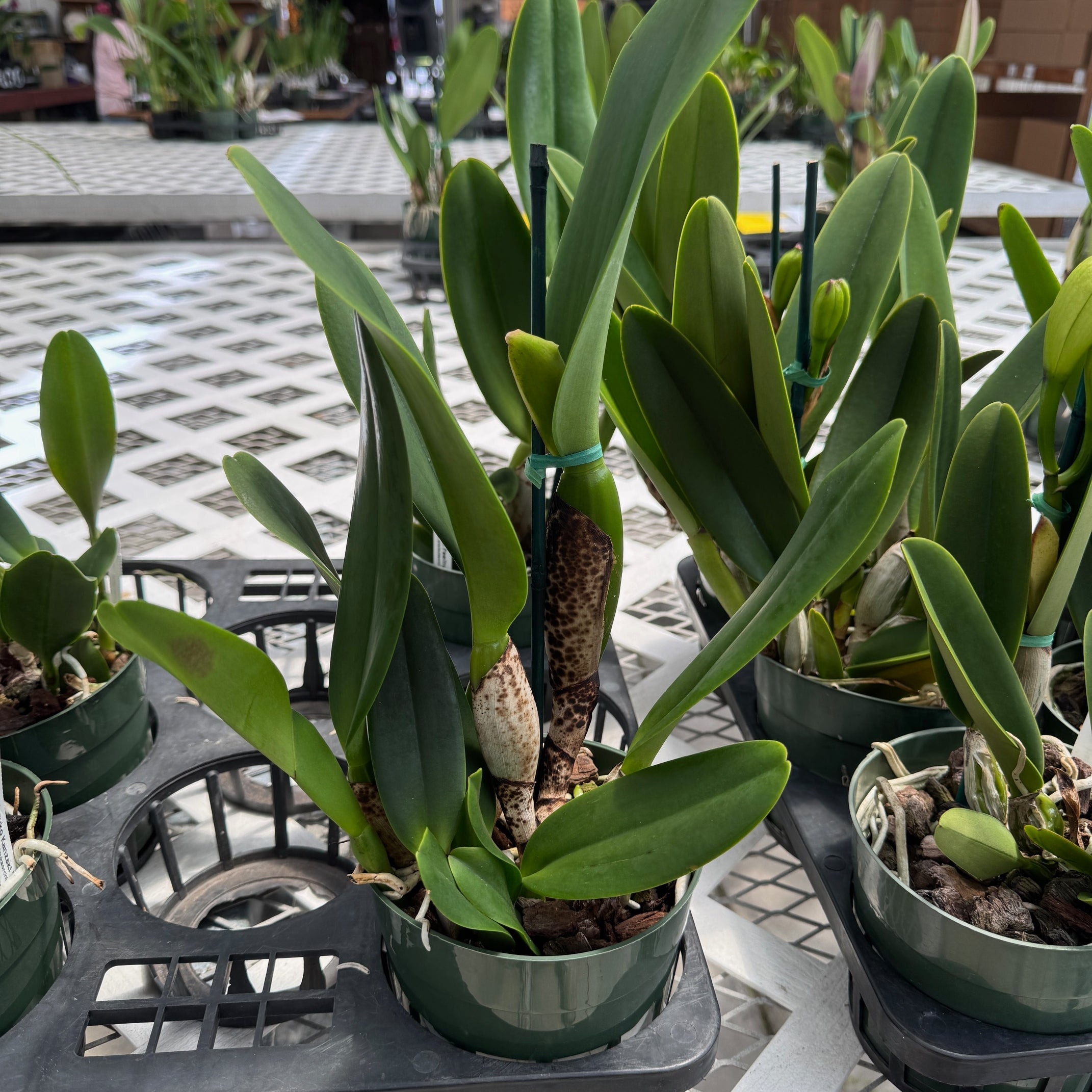 Rlc. Volcano Feeling 'Volcano Queen' (5.5