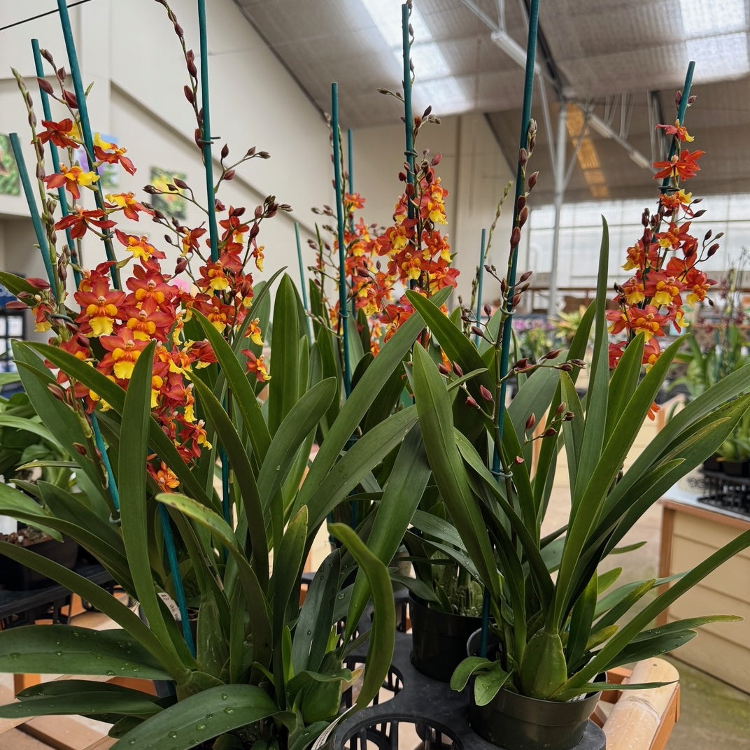 Onc. Volcano Midnight 'Volcano Queen' – Akatsuka Orchid Gardens