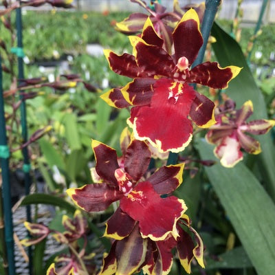 Odcdm. Wildcat 'Golden Red Star' (4" Pot) - Buds