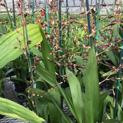 Odcdm. Wildcat 'Golden Red Star' (4" Pot) - Buds