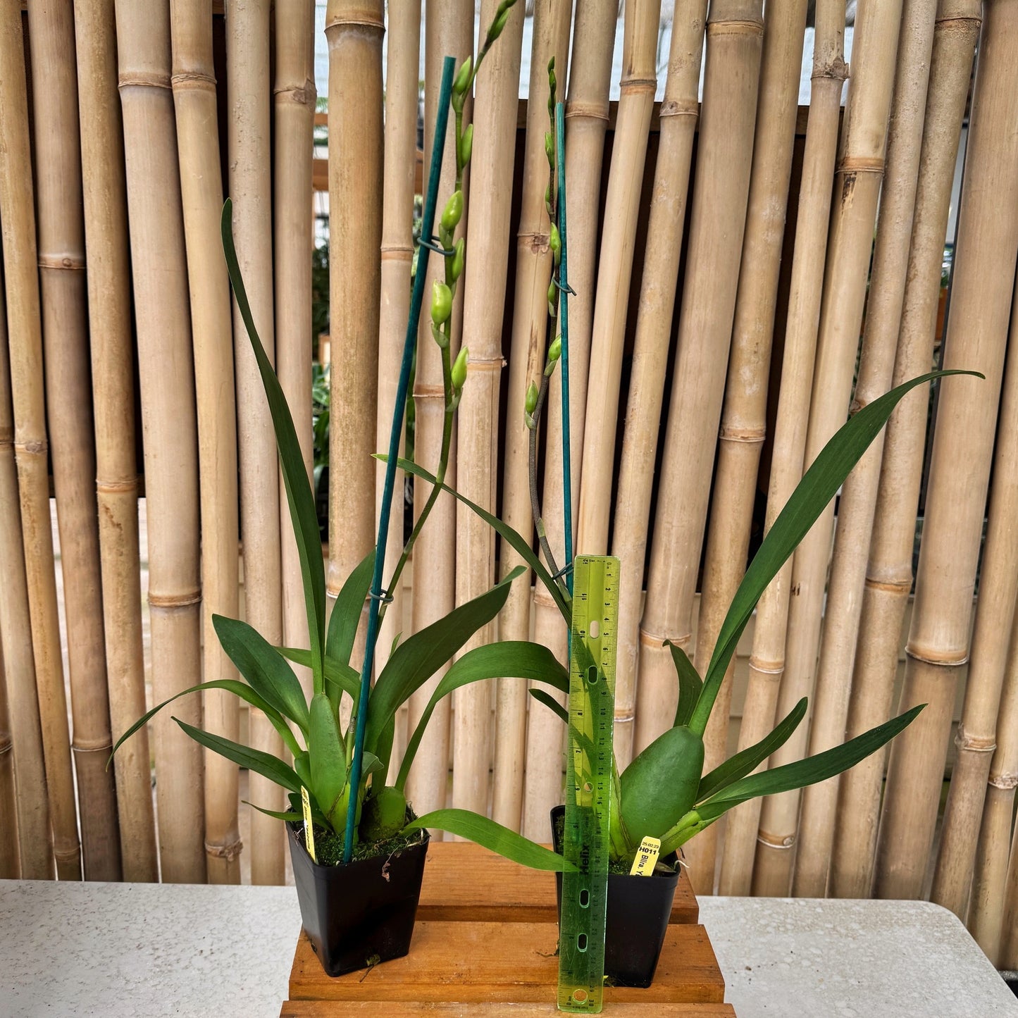 Bllra. Ysabella 'Lunar Eclipse' (4" Pot) - Buds