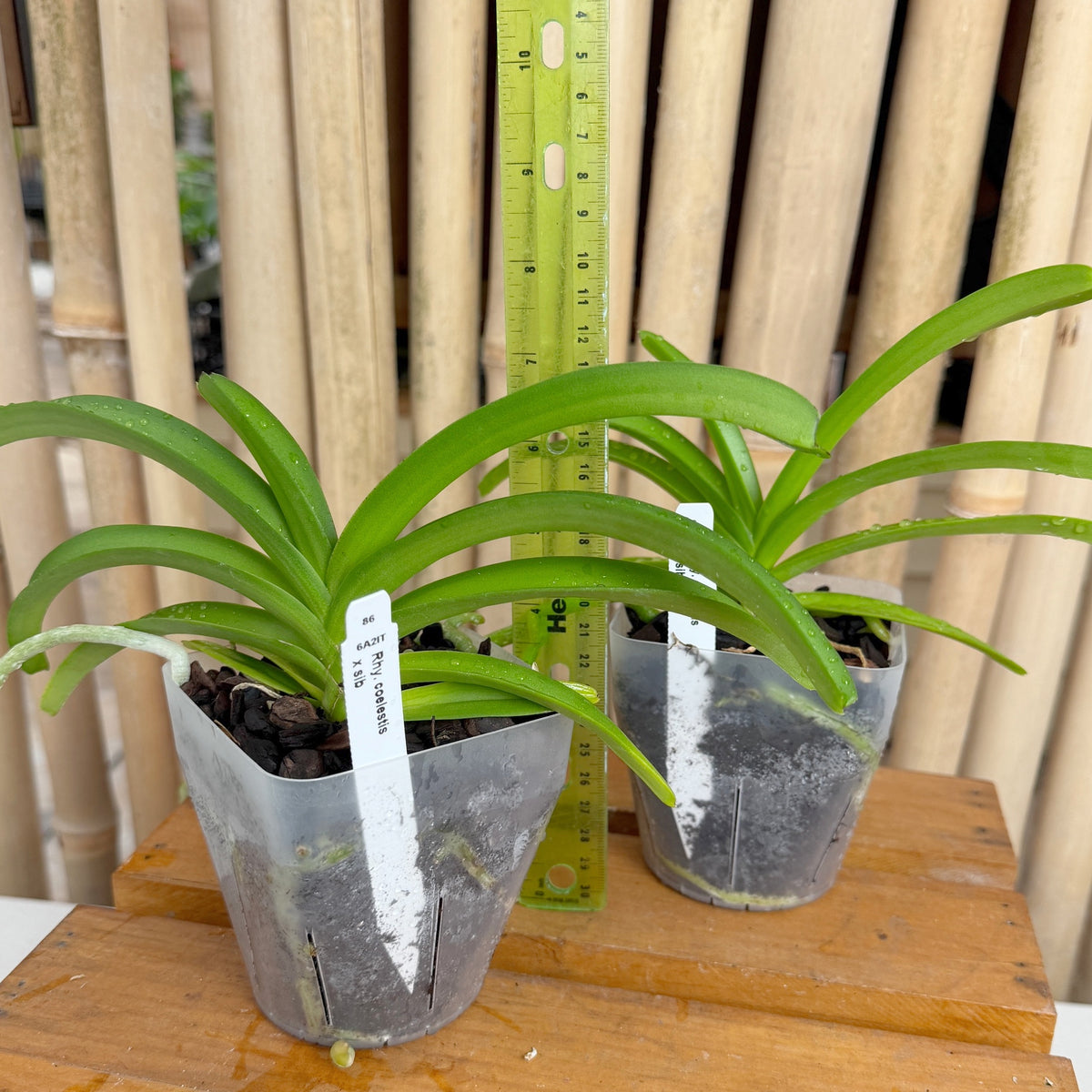 Rhyncostylis coelestis x sib (4" Pot) - Not Blooming