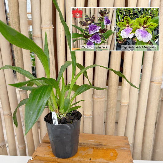 Zygo. Jumpin Jack x Zga. Adelaide Meadows (4" Pot) - Not Blooming